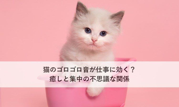 猫のゴロゴロ音が仕事に効く？癒しと集中の不思議な関係