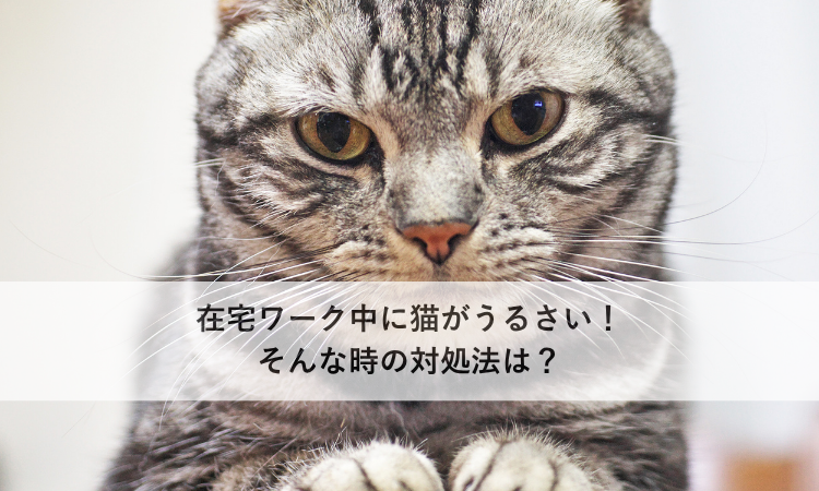 在宅ワーク中に猫がうるさい！そんな時の対処法は？