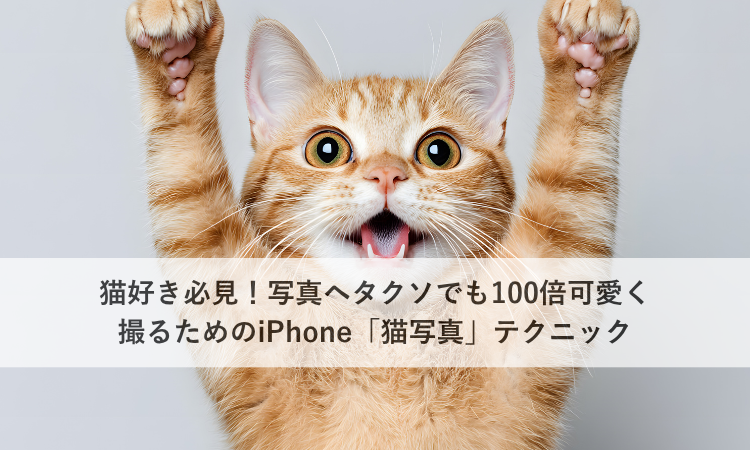 猫好き必見！写真ヘタクソでも100倍可愛く撮るためのiPhone「猫写真」テクニック