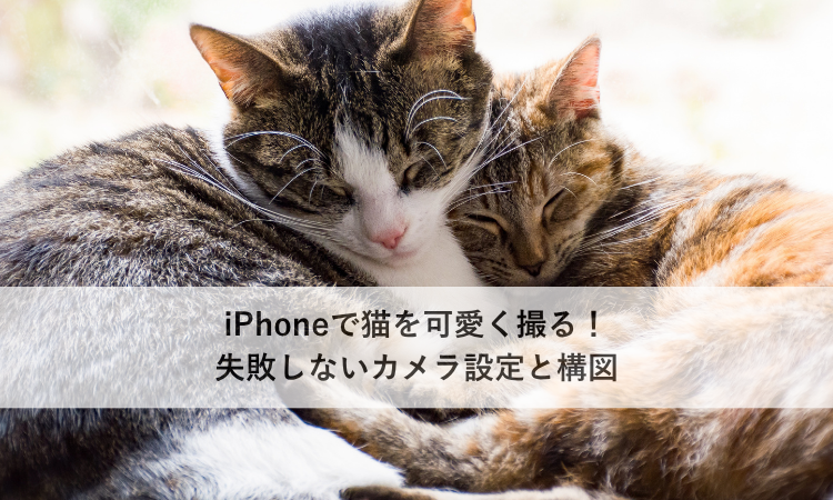 iPhoneで猫を可愛く撮る！失敗しないカメラ設定と構図