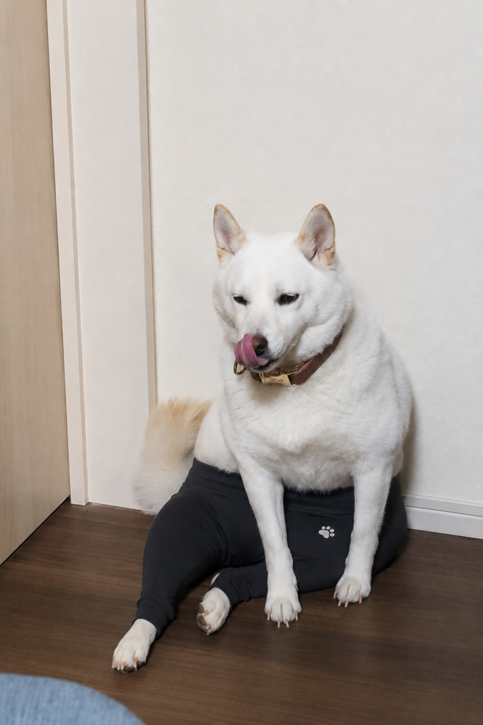 白い犬が黒いヨガパンツを履いているようにAI加工されたユーモラスな画像