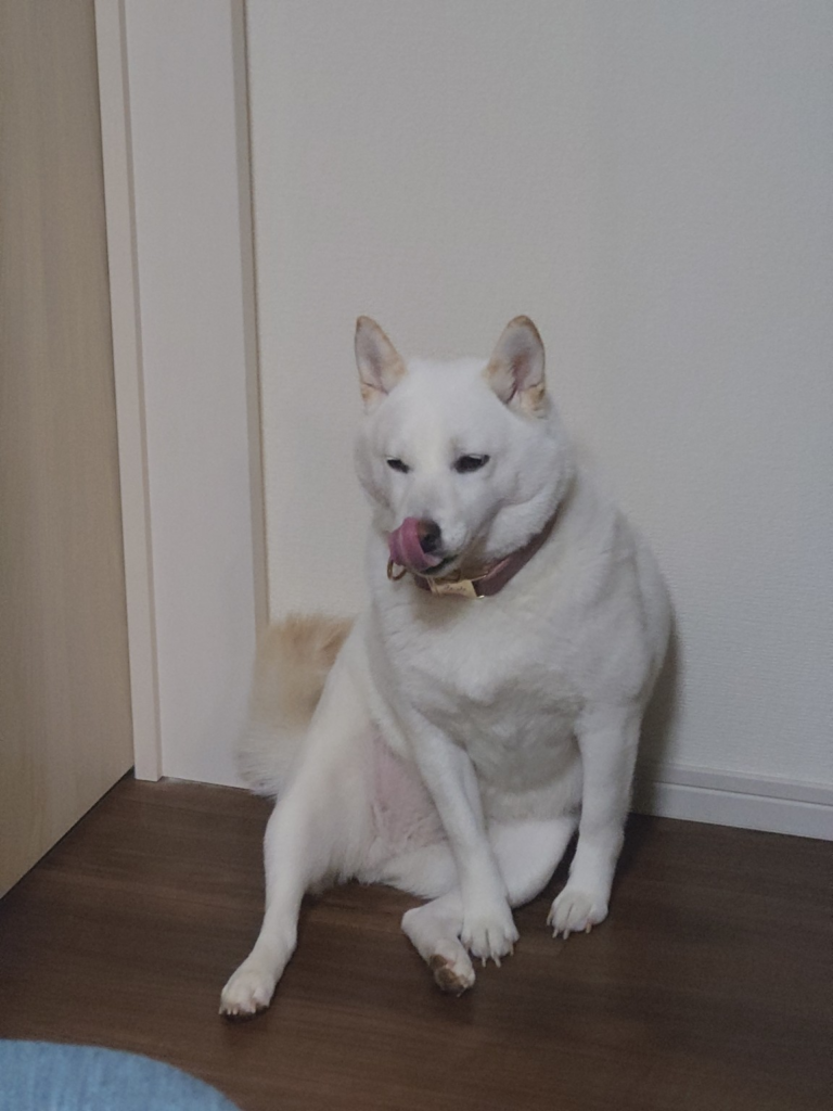白い犬が室内の壁際に座り、舌を出している写真